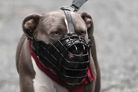 An XL bully dog wearing a muzzle
