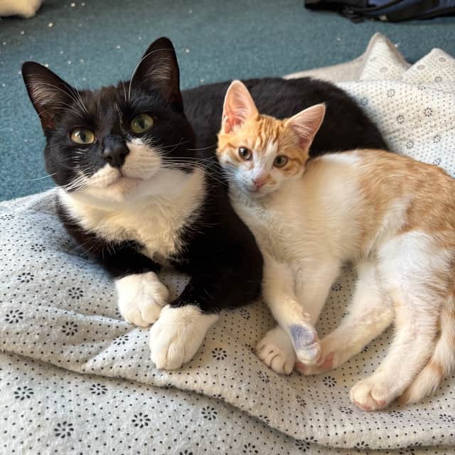 Chester is now recovered and back with his owner in a loving home with more cat friends