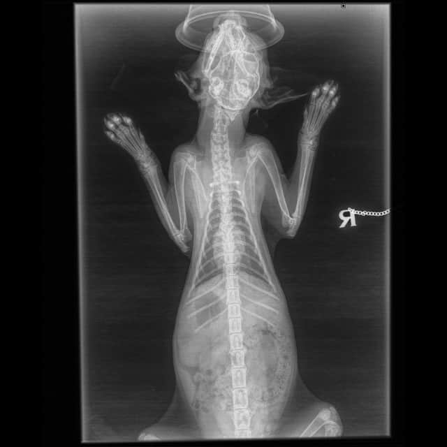 Vets work on trying to fix injuries caused to little kitten named Chester after he was attacked by his owner's partner. Pictured is his X-Ray