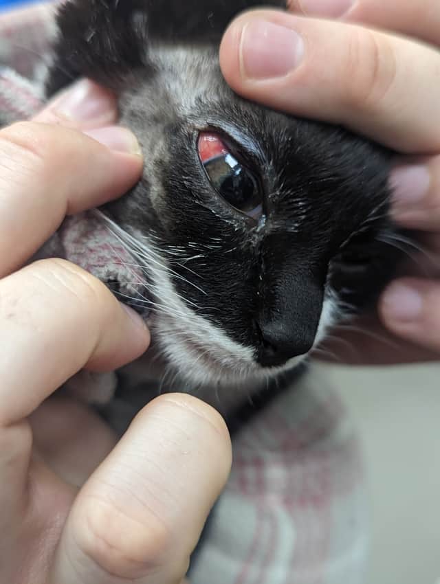 Vets work on trying to fix injuries caused to little kitten named Chester after he was attacked by his owner's partner