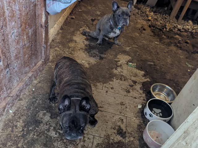 The dogs were kept in filthy conditions.