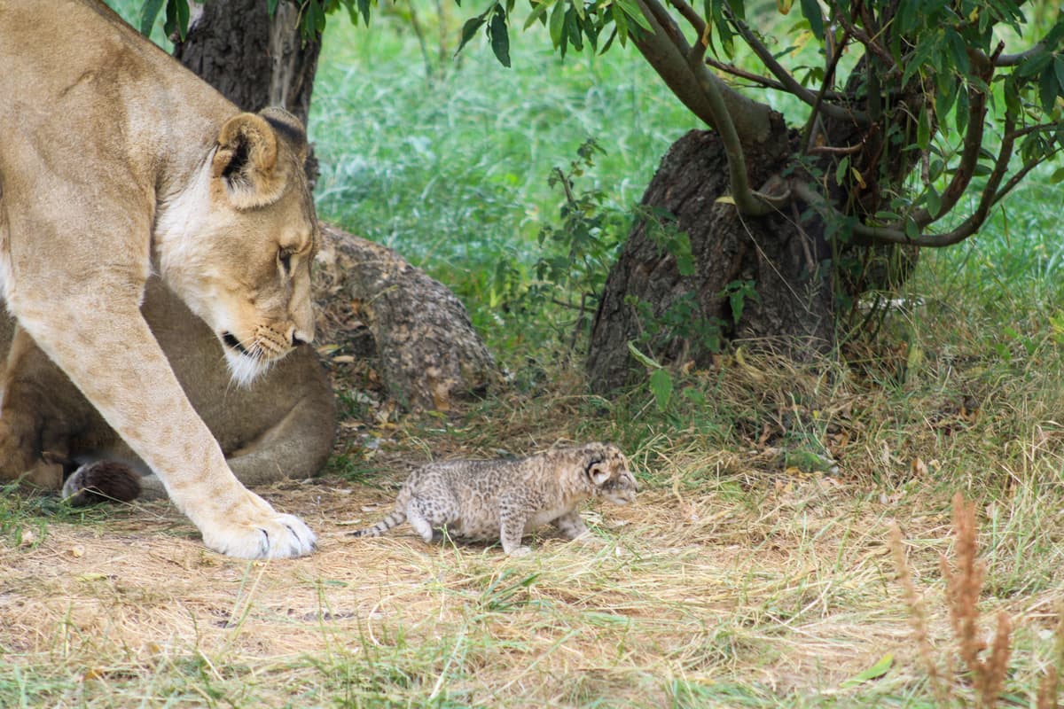 Blackpool Zoo welcomes first lion cubs in more than a decade