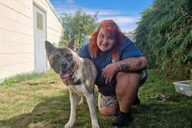 Rio, 18 month old akita with Danielle Reed, Dizzy Dogs Rescue 