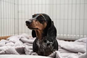 Clare Rawling needs to come up with £6,000 to fund specialist surgery after her 4 year old Dacschund, Mindy, suddenly lost use of her back legs due to a condition that affects dog breeds with long spines. Photo: Lucinda Herbert