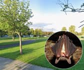 Evening wildlife and bat event at Thornton's Hawthorne Park - what you need to know