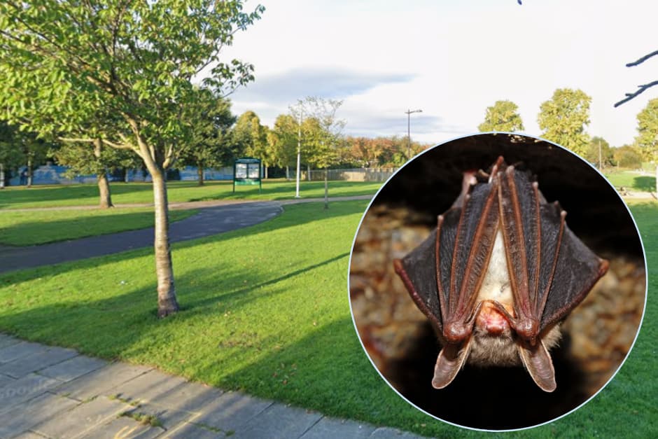 Fascinating evening wildlife and bat event at Thornton's Hawthorne Park - ...