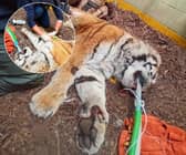 Blackpool Zoo's stunning endangered Amur tiger has health check from specialist vet