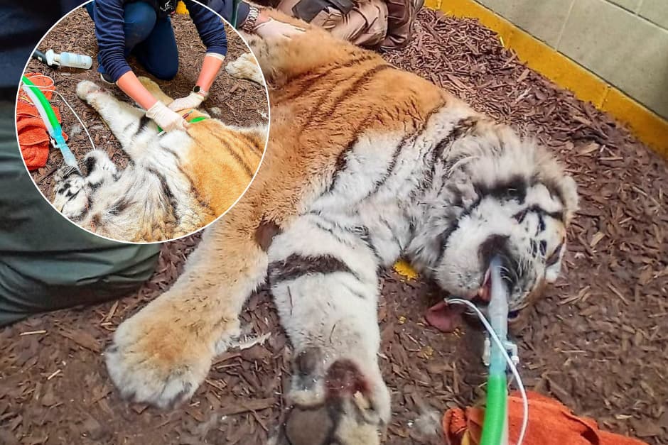 Blackpool Zoo's endangered Amur tiger thriving in old age after health ...
