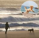 Dog owners given summer reminder and £100 fine warning as pet ban on beach nears end