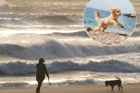 Dog owners given summer reminder and £100 fine warning as pet ban on beach nears end