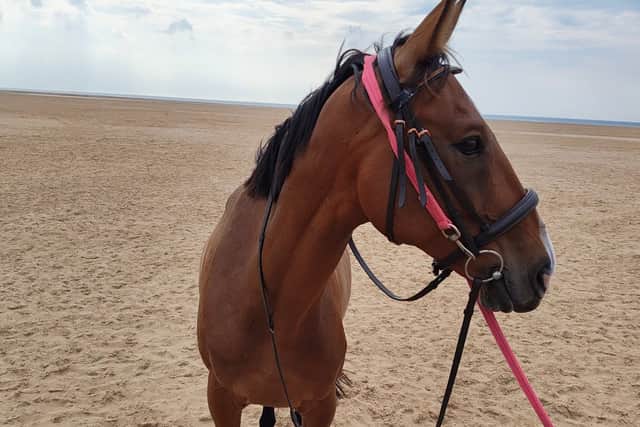 Maverick the horse was loose on the sands