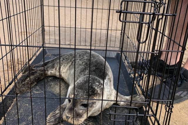 The seal was take to a vet for assessment
