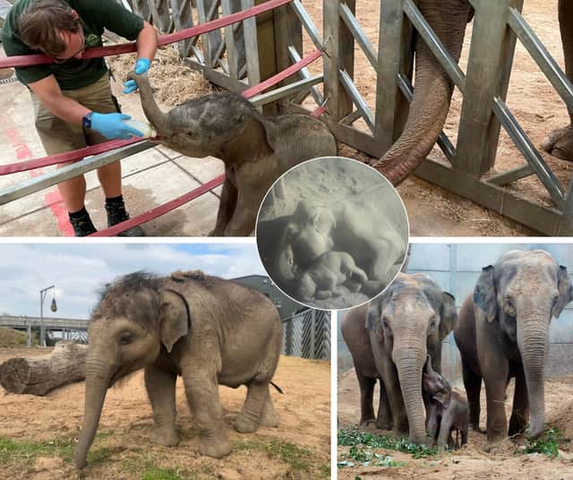 'Extraordinary journey' - Blackpool Zoo celebrates first birthday of endangered elephant calf Zaiya