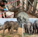 'Extraordinary journey' - Blackpool Zoo celebrates first birthday of endangered elephant calf Zaiya