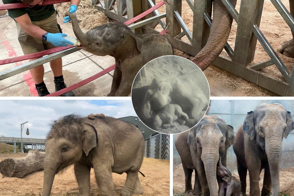 „Außergewöhnliche Reise“ – | Der Blackpool Zoo feiert den ersten ...