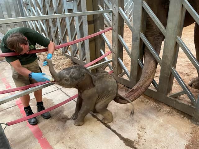 Zaiya the elephant as a baby