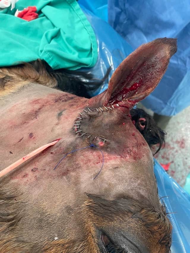 King's ear post-surgery, with a drain in place (credit Oakhill Vets)