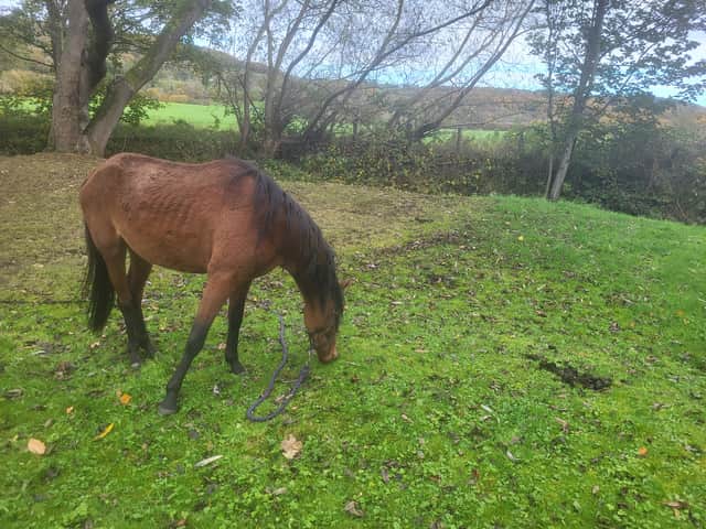 King where he was found (credit World Horse Welfare)
