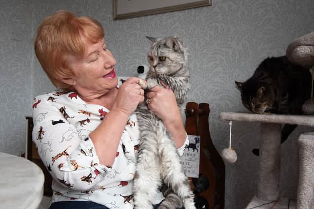 Joan Lamb says Blackpool Council are not enforcing the law around microchipping cats, leading to a rise in stray and abandoned felines around Blackpool. Photo: Lucinda Herbert