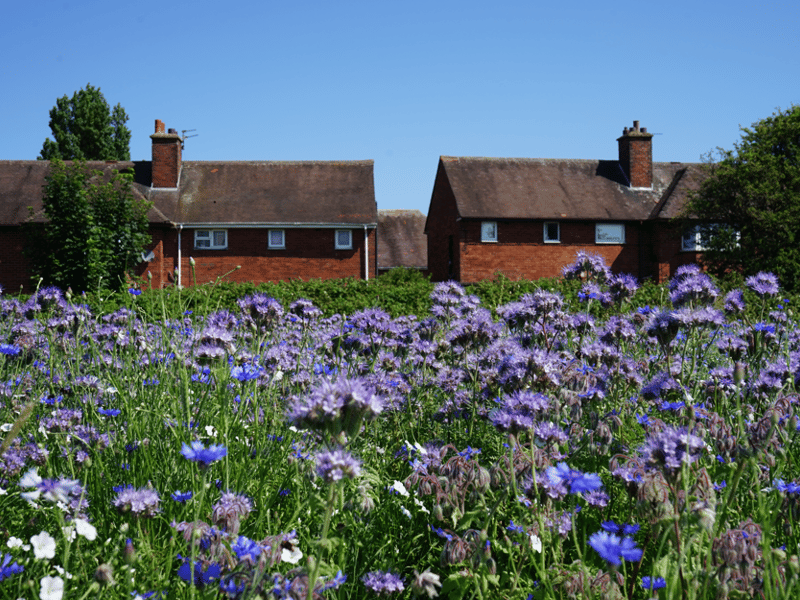Mereside Estate Field of Dreams
