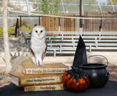 Magical nature experience this Halloween at Blackpool Zoo's Wizarding Wildlife School