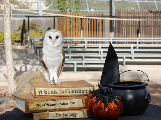 Magical nature experience this Halloween at Blackpool Zoo's Wizarding Wildlife School