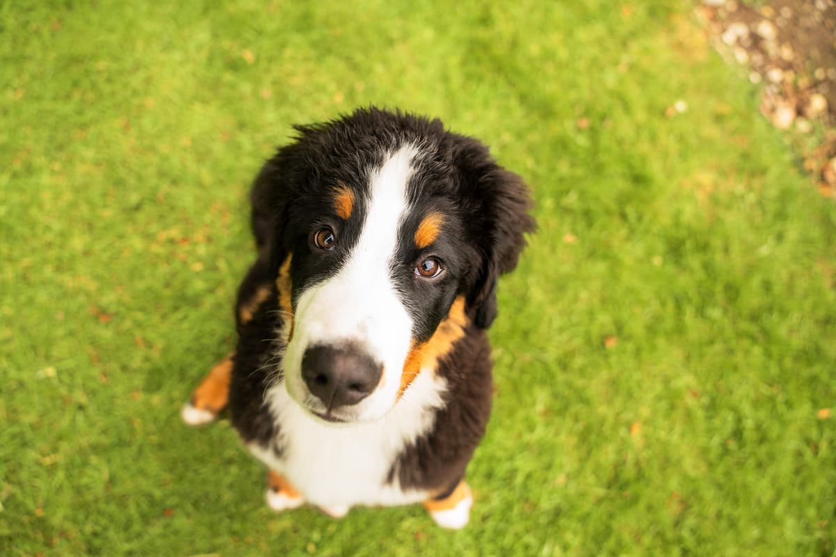 Die kleinen Veränderungen, die erklären könnten, warum Ihr Hund langsamer ...
