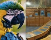 Blackpool councillors have made a decision on proposals to open a 'Parrot Experience' attraction