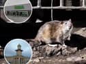 Rats have been spotted at Asda car park and near to the Lower Lighthouse