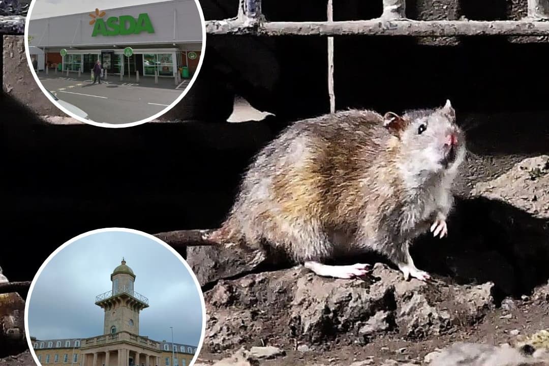 „Wir möchten beruhigen“ – Asda reagiert, nachdem eine „Riesenratte“ auf ...