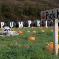 12 spooky images of Farmer Parrs Animal World pumpkin picking patch ahead of half-term