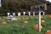 Farmer Parrs have launched their pumpkin picking events at 'Parrs Patch' where families can pick their own pumpkins at the weekend in Fleetwood in the run up to Halloween. Photo: Lucinda Herbert