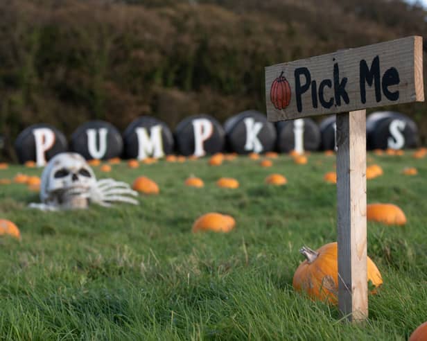 Farmer Parrs have launched their pumpkin picking events at 'Parrs Patch' where families can pick their own pumpkins at the weekend in Fleetwood in the run up to Halloween. Photo: Lucinda Herbert