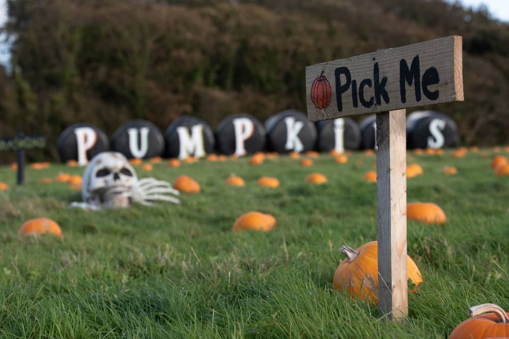 Farmer Parrs have launched their pumpkin picking events at 'Parrs Patch' where families can pick their own pumpkins at the weekend in Fleetwood in the run up to Halloween. Photo: Lucinda Herbert