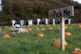 Farmer Parrs have launched their pumpkin picking events at 'Parrs Patch' where families can pick their own pumpkins at the weekend in Fleetwood in the run up to Halloween. Photo: Lucinda Herbert