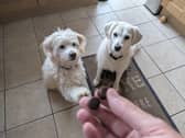 YuMove's little joint supplement treats are my dogs' favourite snacks right now