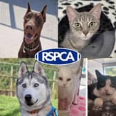 Pets looking for their forever homes in Blackpool