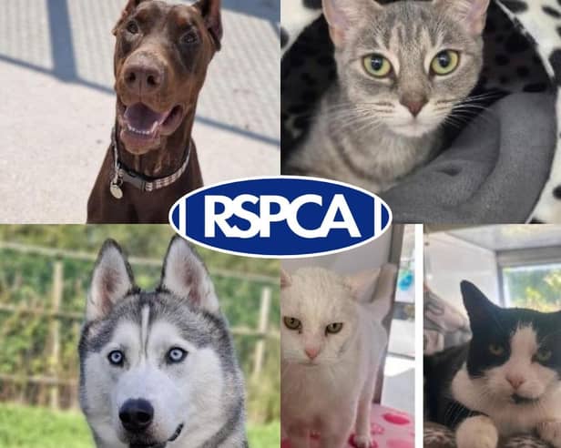 Pets looking for their forever homes in Blackpool