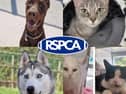 Pets looking for their forever homes in Blackpool