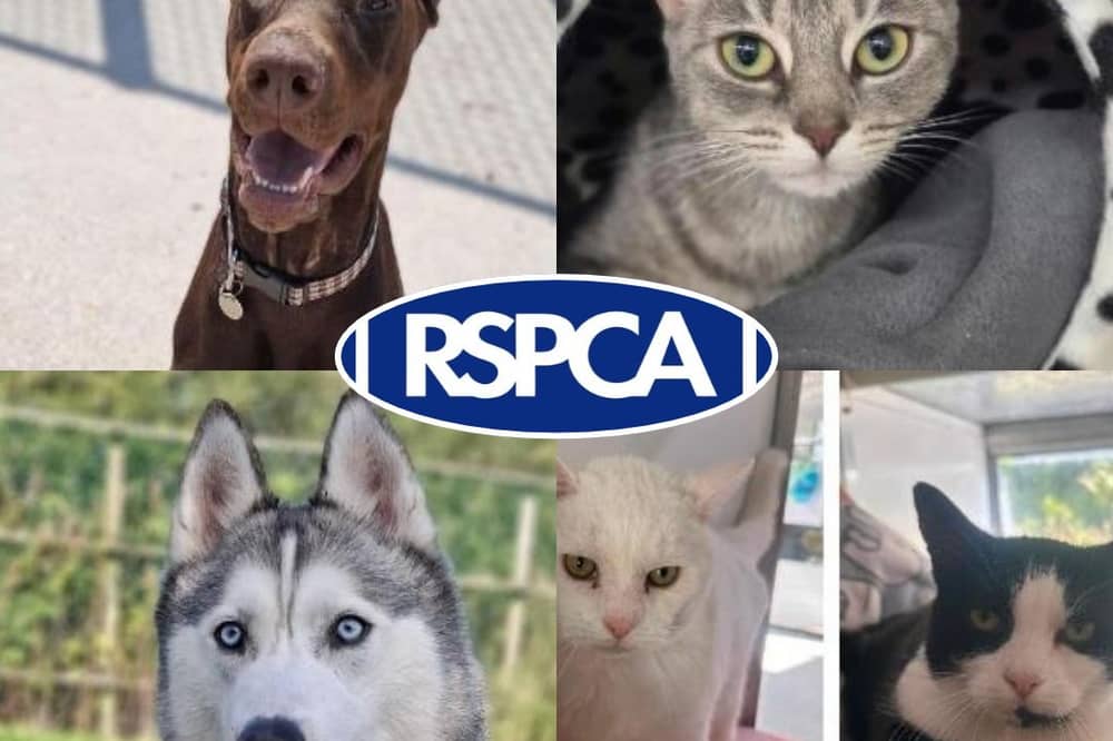 Pets looking for their forever homes in Blackpool