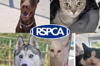 Pets looking for their forever homes in Blackpool