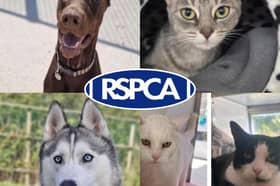 Pets looking for their forever homes in Blackpool