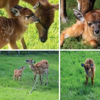 'Adorable!' - Blackpool Zoo welcomes 4 new sitatunga calves at recently-opened Kidepo Trail