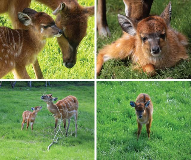 Blackpool Zoo has welcomed four new sitatunga calves, all fathered by male Asha, who arrived at the zoo last year.
