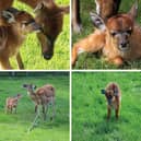 Blackpool Zoo has welcomed four new sitatunga calves, all fathered by male Asha, who arrived at the zoo last year.



