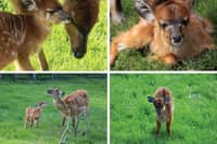 Blackpool Zoo has welcomed four new sitatunga calves, all fathered by male Asha, who arrived at the zoo last year.


