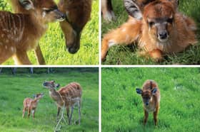 Blackpool Zoo has welcomed four new sitatunga calves, all fathered by male Asha, who arrived at the zoo last year.


