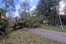 A fallen tree in Stanley Park