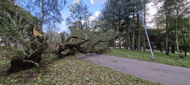 A fallen tree in Stanley Park
