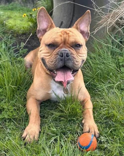 French bulldog cross, Delboy, named after the much-loved Only Fools and Horses character, was continually overlooked by potential adopters and became RSPCA’s Longview Animal Centre in Stalmine longest-staying resident. He has now found his forever home with Mike and Corinne Neale